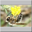 Andrena flavipes - Sandbiene m07a 9mm OS-Hasbergen-Lehmhuegel.jpg